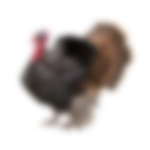 Domestic turkey