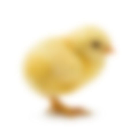 Chick broiler
